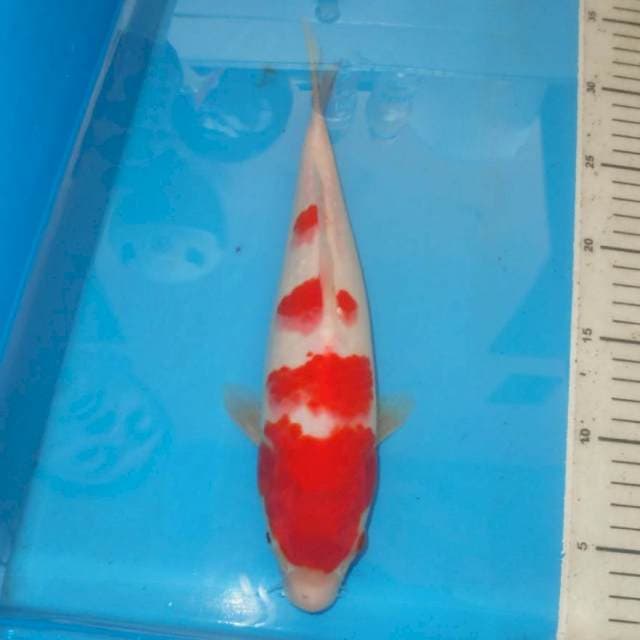 KOHAKU BGS