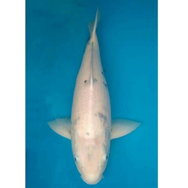 Okawa Jumbo Shiro