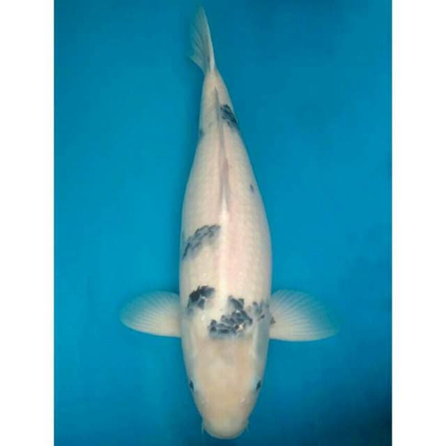 Okawa Jumbo Shiro