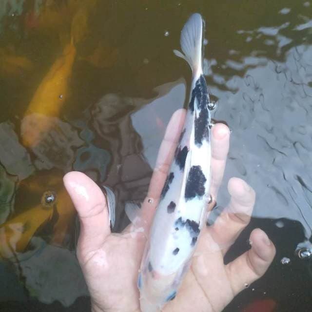 Bekko