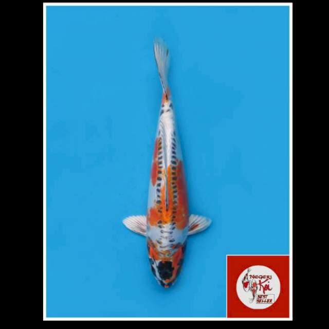 36cm - Female - Beni Kinkikokryu Good Body 