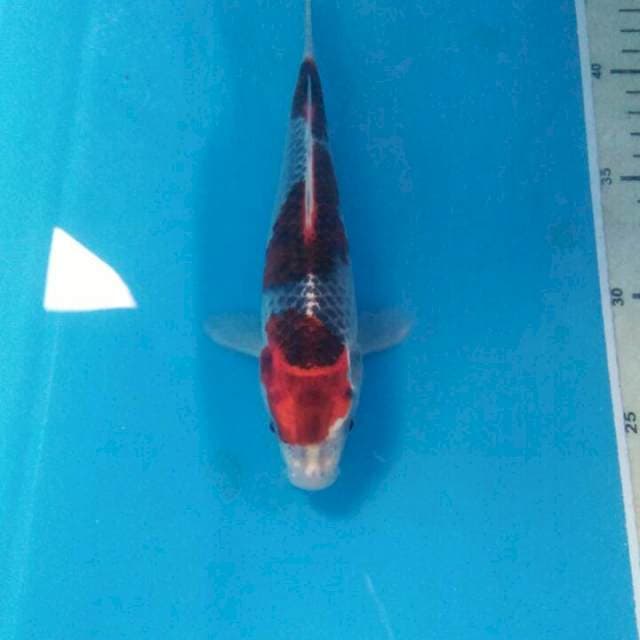 Goshiki, male 21 cm