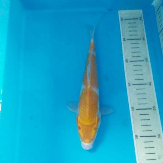 Kijiro , 26 cm