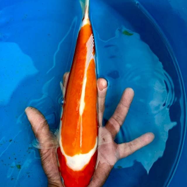 Kohaku doitsu 30cm
