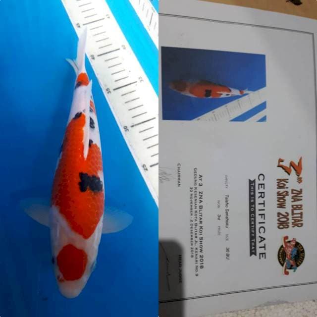 SANKE F1 27 CM