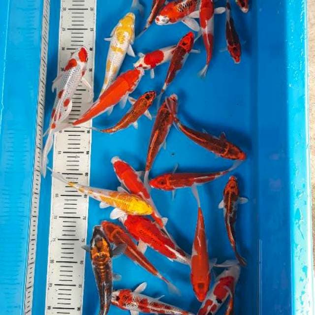 MIX KOI 28 EKOR