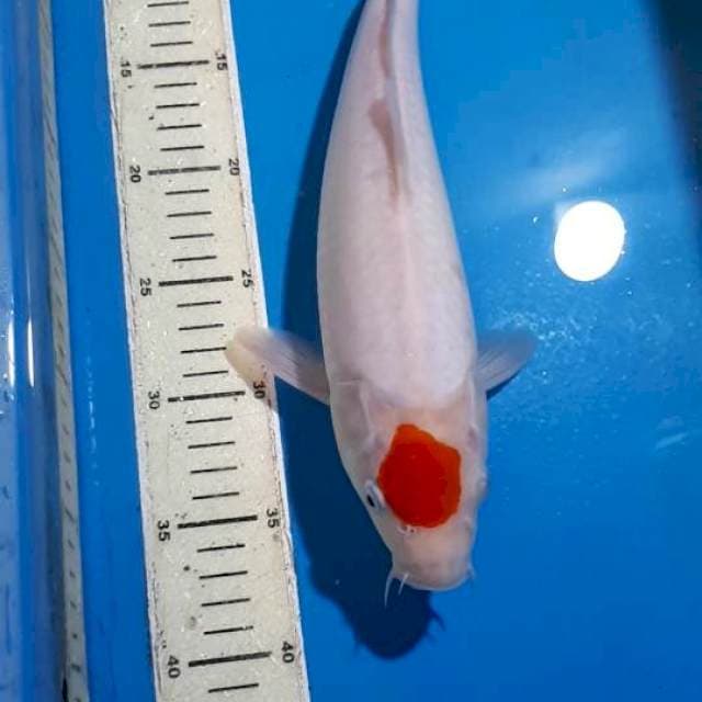 TANCHO KOHAKU 34 CM