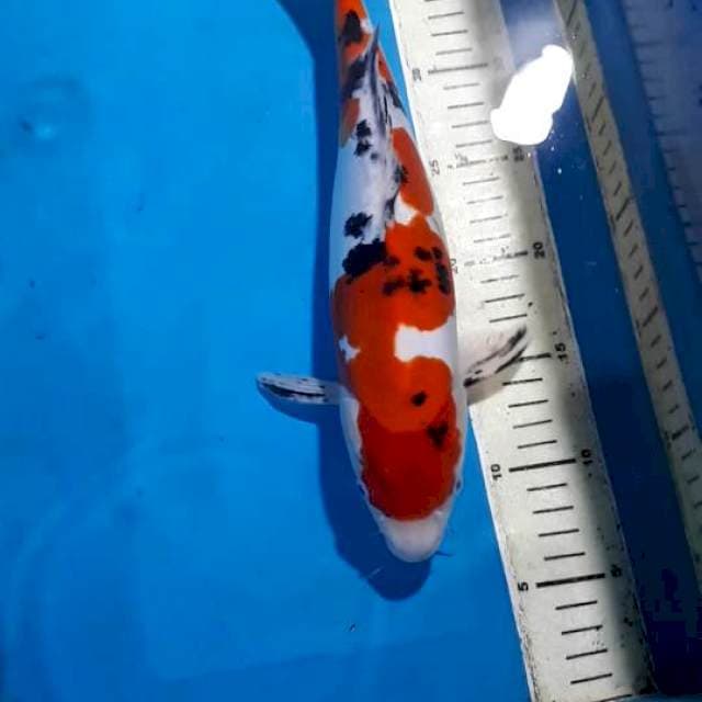 SANKE DOITSU 32 CM