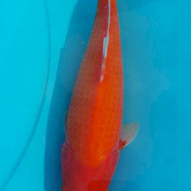 Benigoi