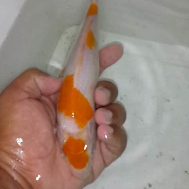 Kijiro. Kuning putih