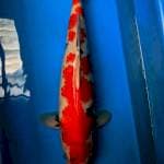 Showa Male Import Serti Tamaura 45cm