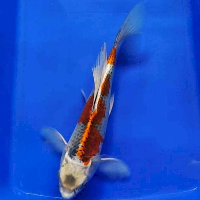 KUMPAY KUJAKU 25CM
