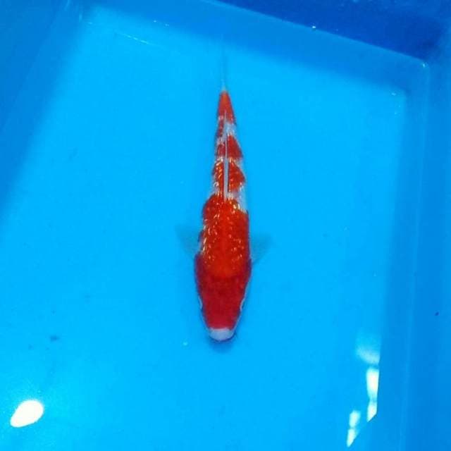 Kohaku ginrin 4step 27cm