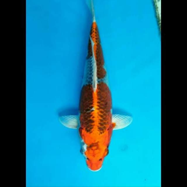 F1 KUJAKU JUMBO 42 CM