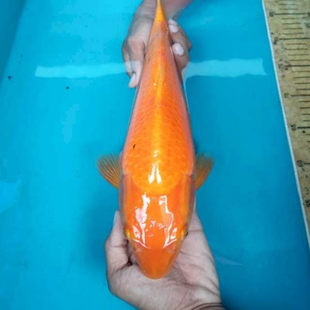 Karasi..punuk