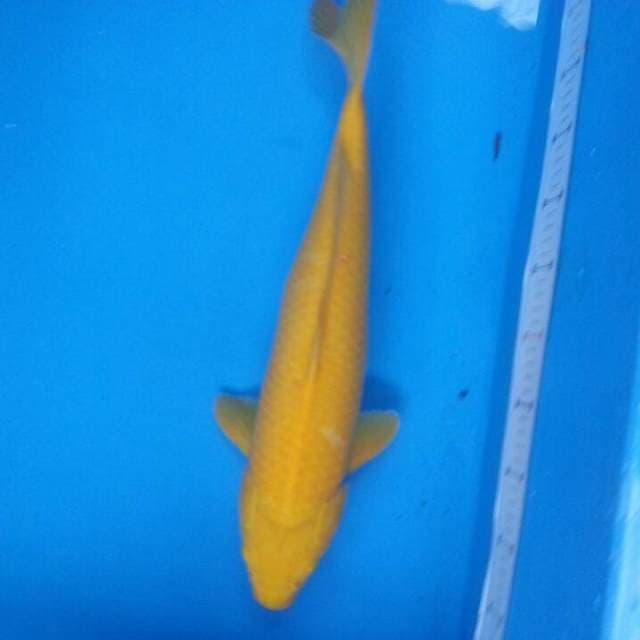 Karasi mata merah 49cm
