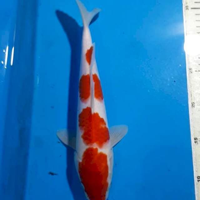 KOHAKU 29 CM
