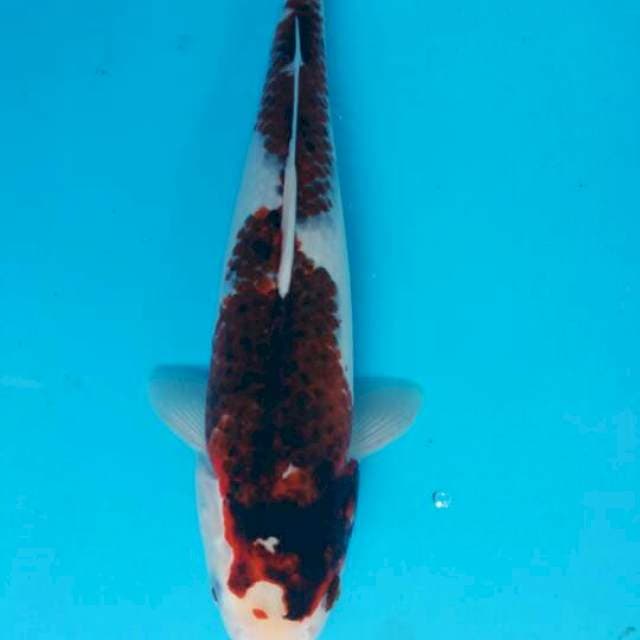 Goromo 36 cm