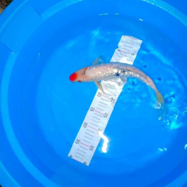 Beny