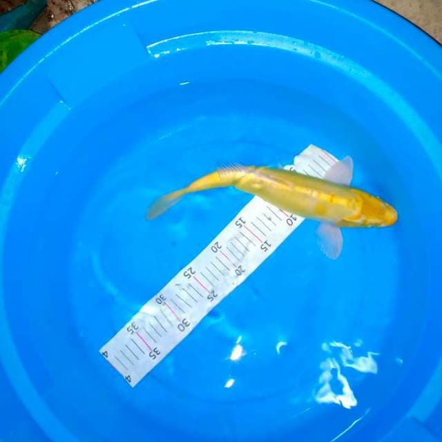 Kuning