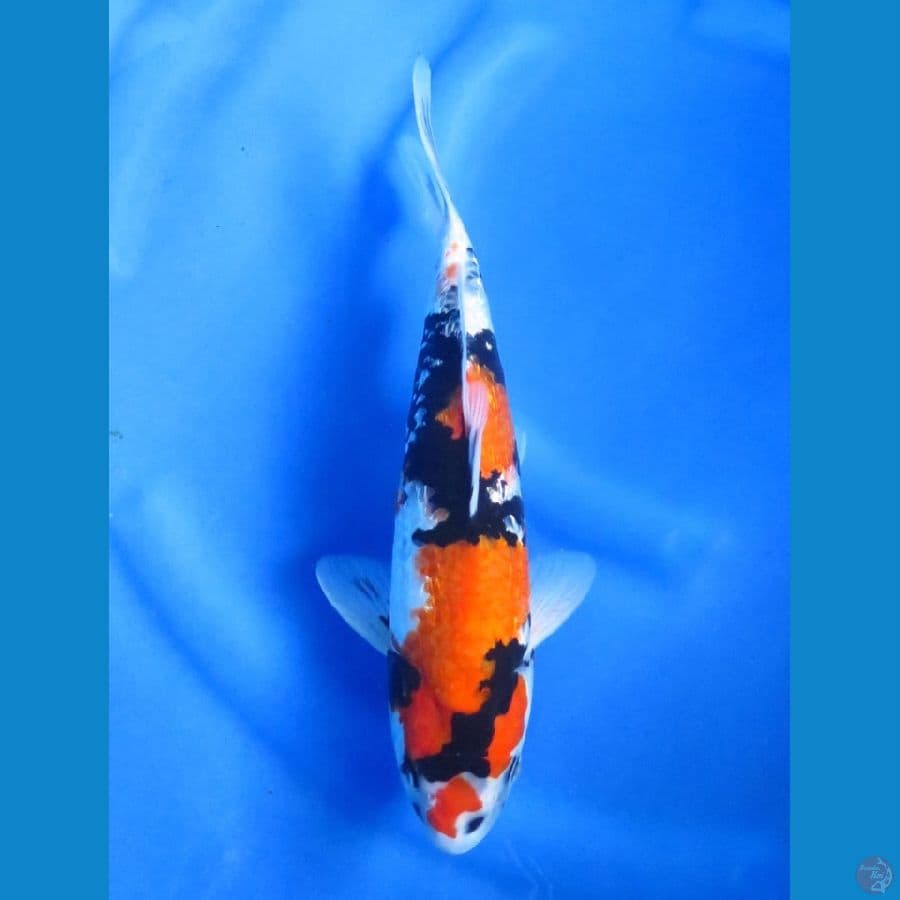 F1 Shogin Male, Size 33Cm.