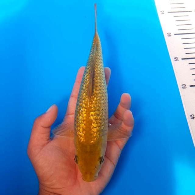 Midori Ginrin F1