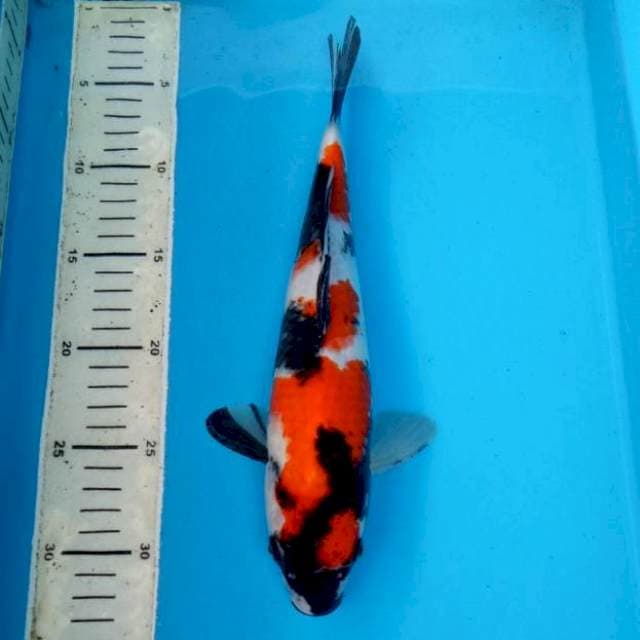 BKS ( SHOWA 30 CM )