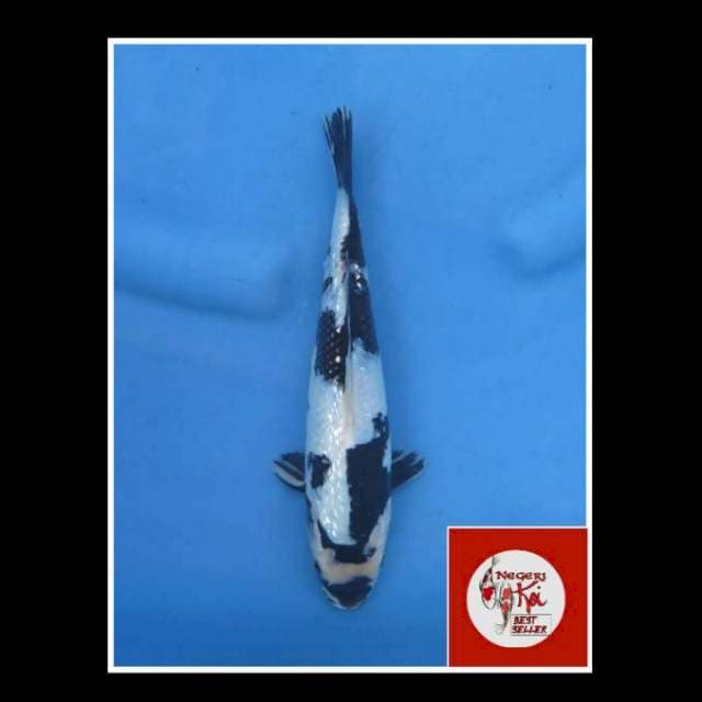 24cm - Male - Shiro Ginrin SQ