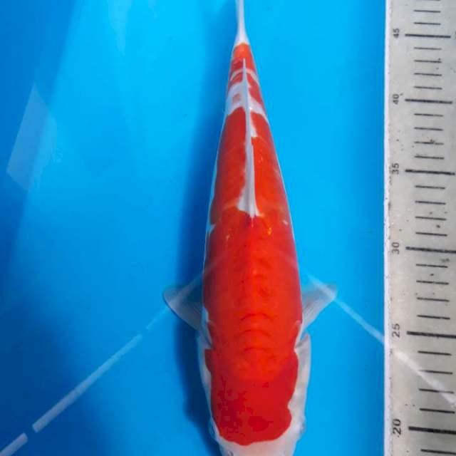 Doitsu kohaku strong