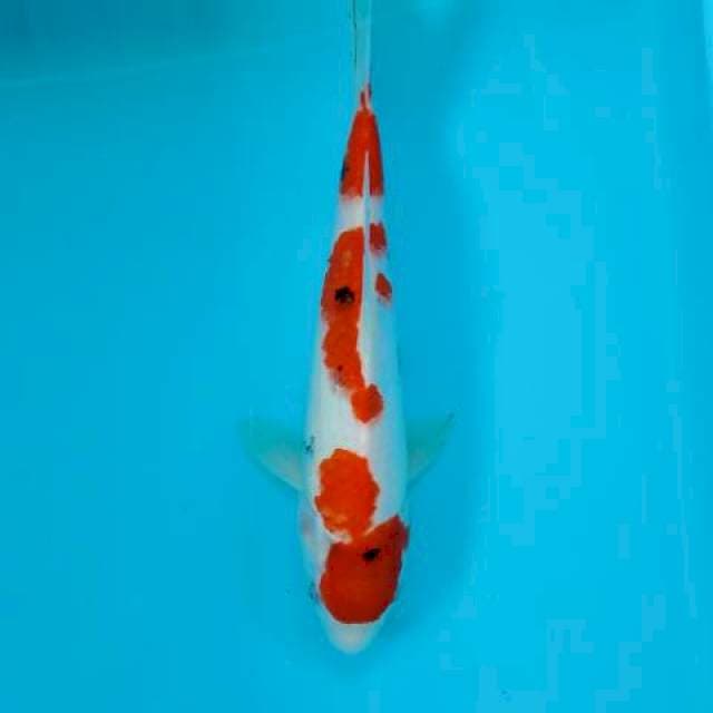 SANKE 28 CM