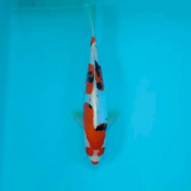SANKE DOIT 25 CM