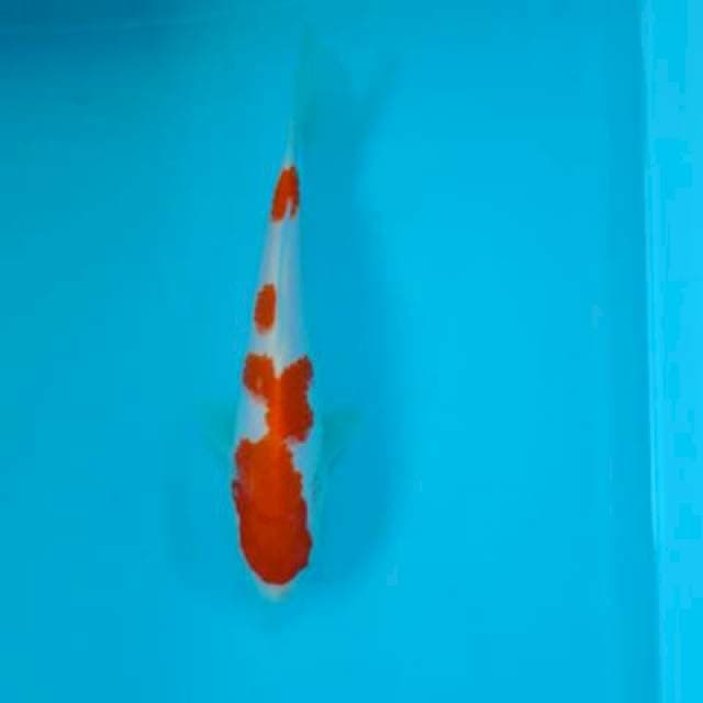 KOHAKU 23 CM