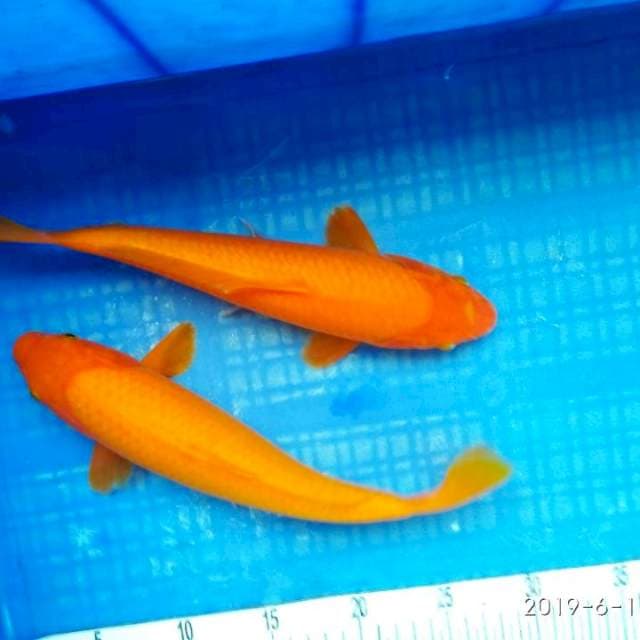 Oren 2 ekor ±29cm