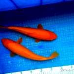 Oren 2 ekor ±29cm