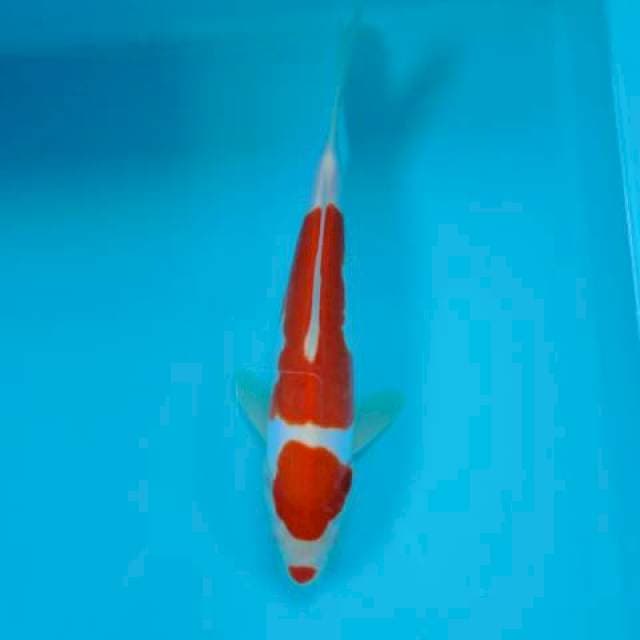 KOHAKU DOIT 27 CM