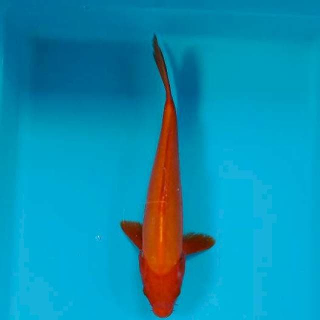 BENIGOI 28 CM