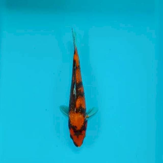 HISHOWA 23 cm
