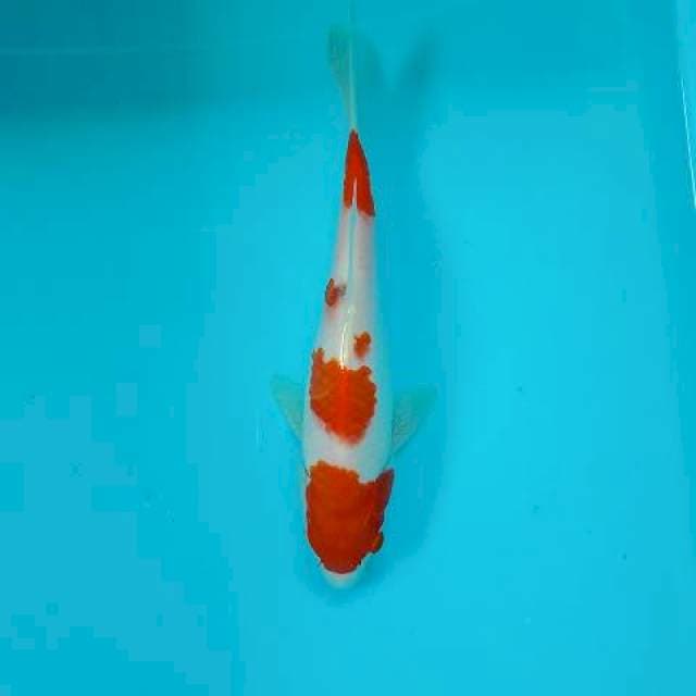 KOHAKU 23 CM
