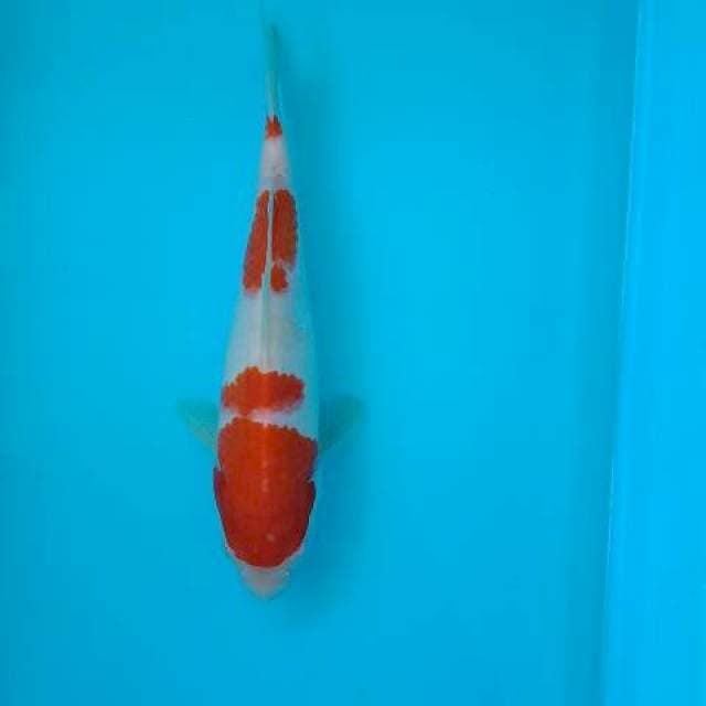 KOHAKU 23 CM