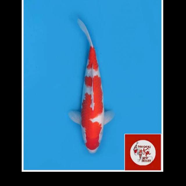 39cm - Nidan Kohaku Original