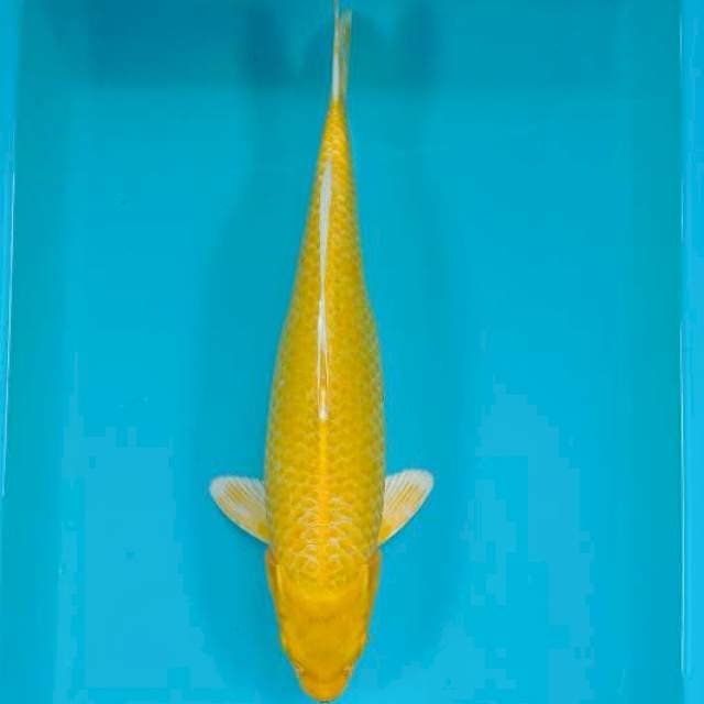YAMABUKI 37 CM