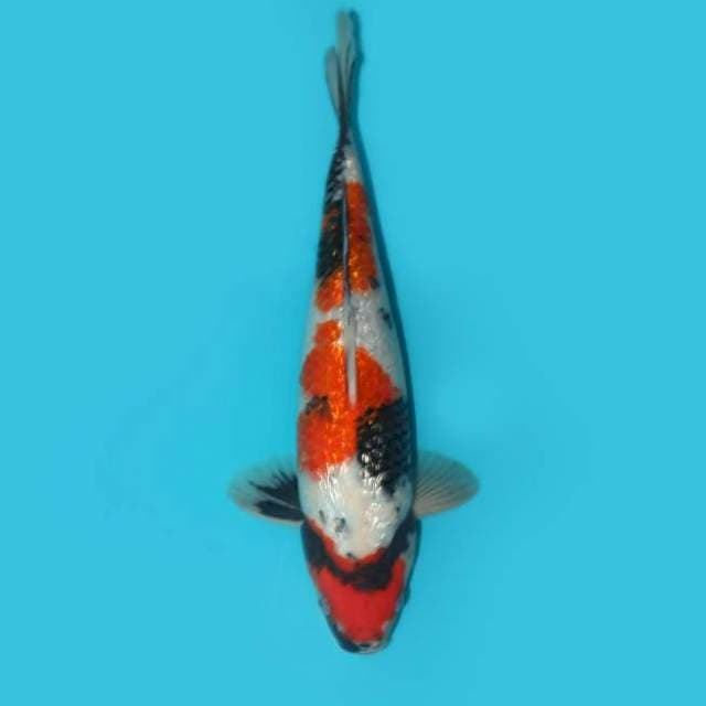 Maruten Showa Ginrin HQ 34 cm