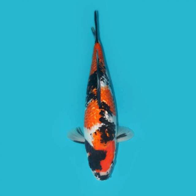 Showa Ginrin Good 35 cm