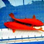 Oren 26+29cm