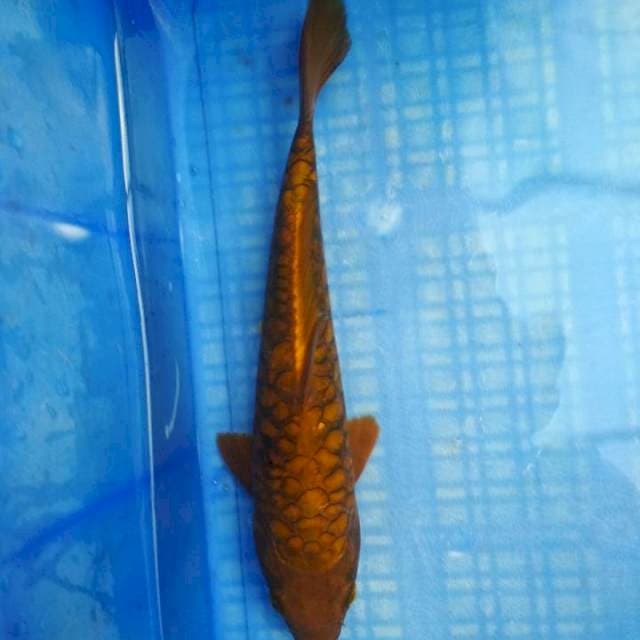 Aragoke joss. 28cm.