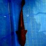 Aragoke joss.  28cm. 