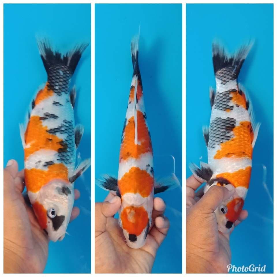 Maruten showa tategoi 30cm
