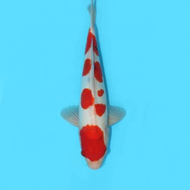 YG_DOITSU SANKE TATEGOI_31CM