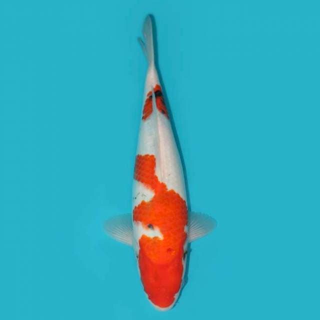YG_SANKE TATEGOI_36 CM