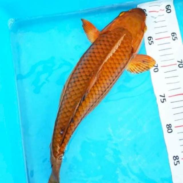 Chagoi Tembaga